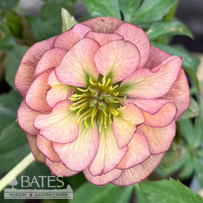 #1 Helleborus x PW Wedding Party 'Mother of the Bride' / Lenten Rose