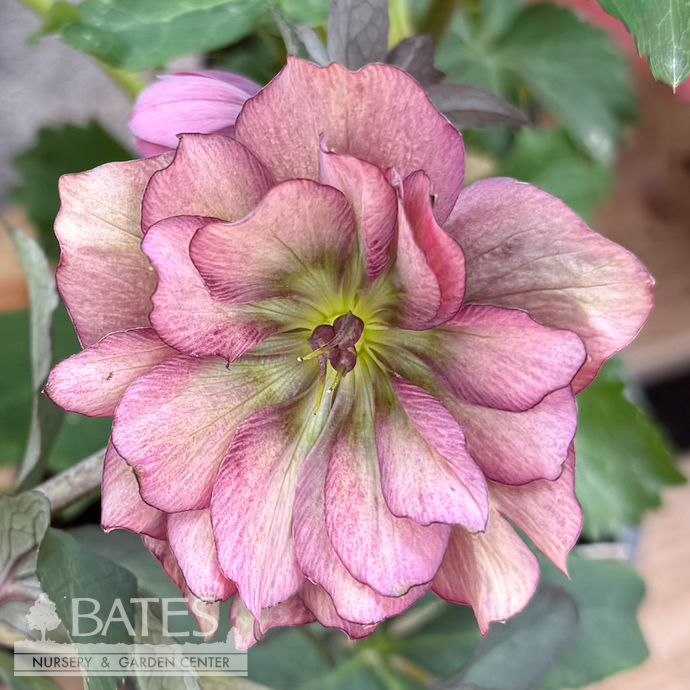 #1 Helleborus x PW Wedding Party 'Mother of the Bride' / Lenten Rose