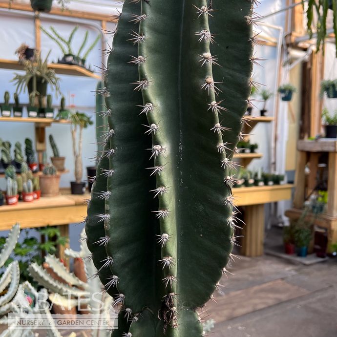 14p! Cactus Cereus Peruvians Spiral /Apple/ Tropical
