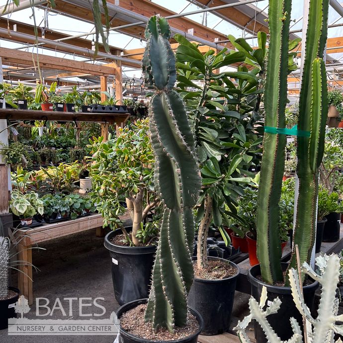 14p! Cactus Cereus Peruvians Spiral /Apple/ Tropical
