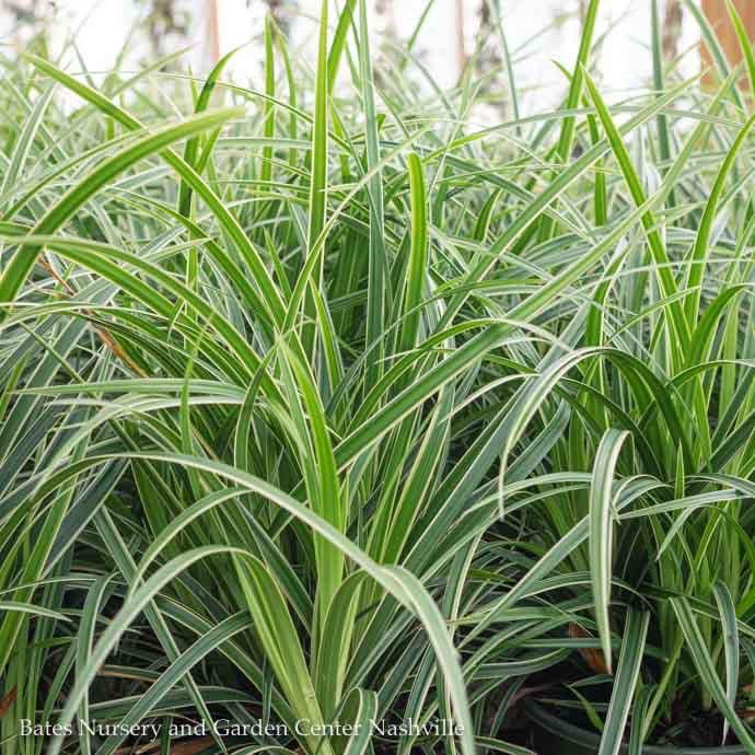 #1 Grass Carex morr Ice Dance/ Variegated Japanese Sedge