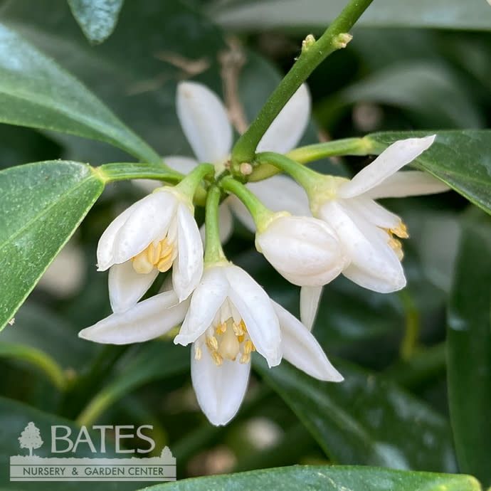 Edible 12p!/#5 Citrus Kumquat Nagami STD /Tropical - No Warranty
