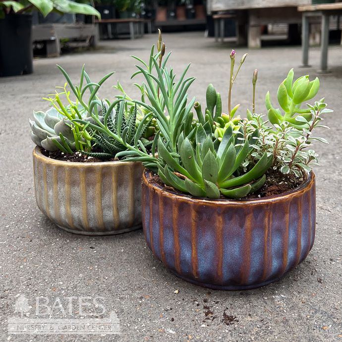 6.5P Ribbed Glazed Pot  w/ Succulent Combo