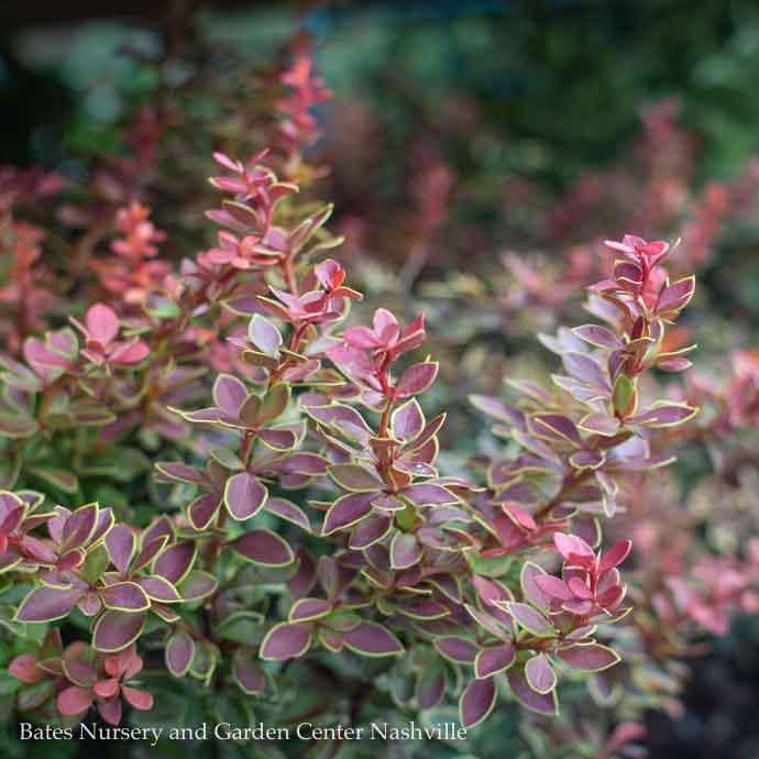 #3 Berberis thun Admiration/ Barberry