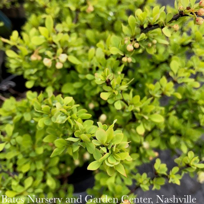 #2 Berberis thun Tiny Gold/ Barberry