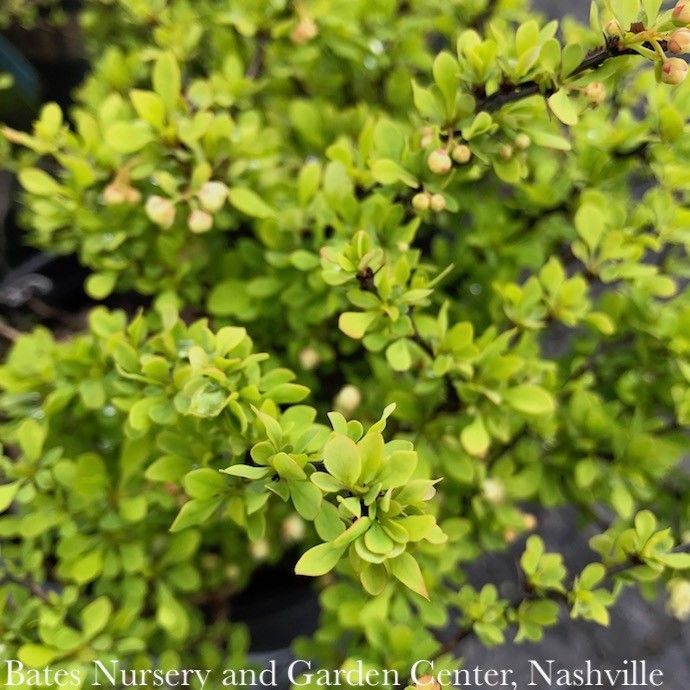 #2 Berberis thun Tiny Gold/ Barberry