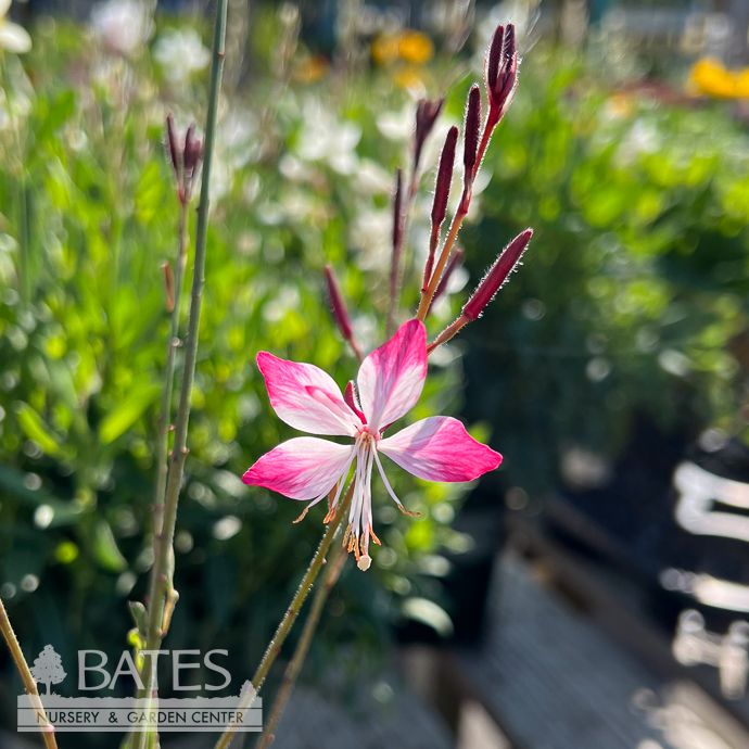 #1 Gaura lin Little Janie/ White w/Pink Tips