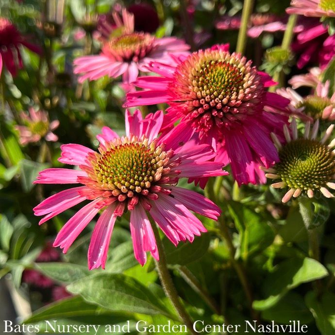 #1 Echinacea x PW Delicious Candy/ Pink Coneflower