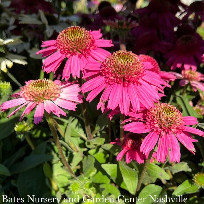 #1 Echinacea x PW Delicious Candy/ Pink Coneflower