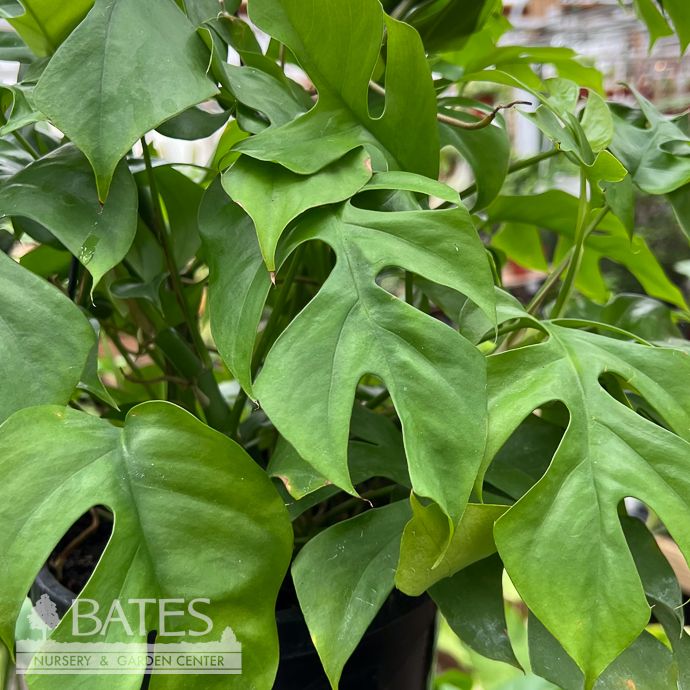 8hb! Philo Monstera Minima / Mini Monstera /Rhaphidophora Tetra /Hanging Basket / Tropical