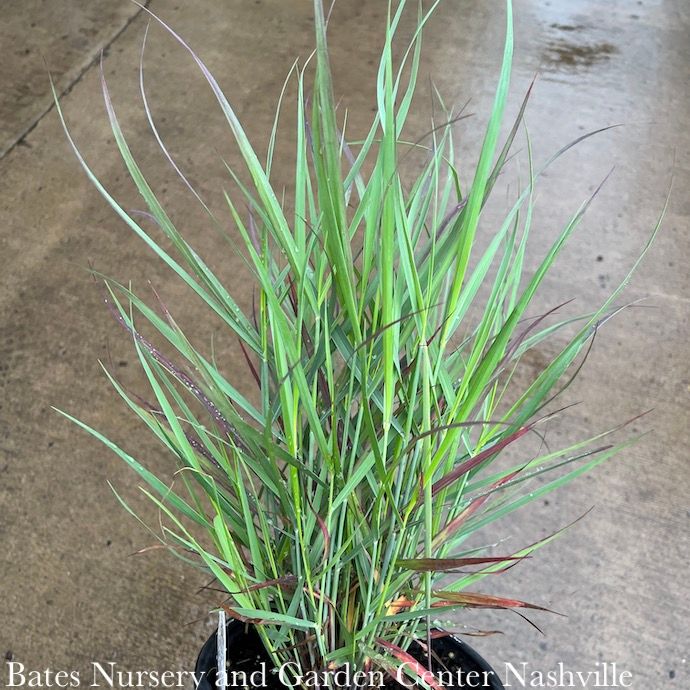#1 Grass Panicum virg PW Cheyenne Sky/ Switch Native (TN)