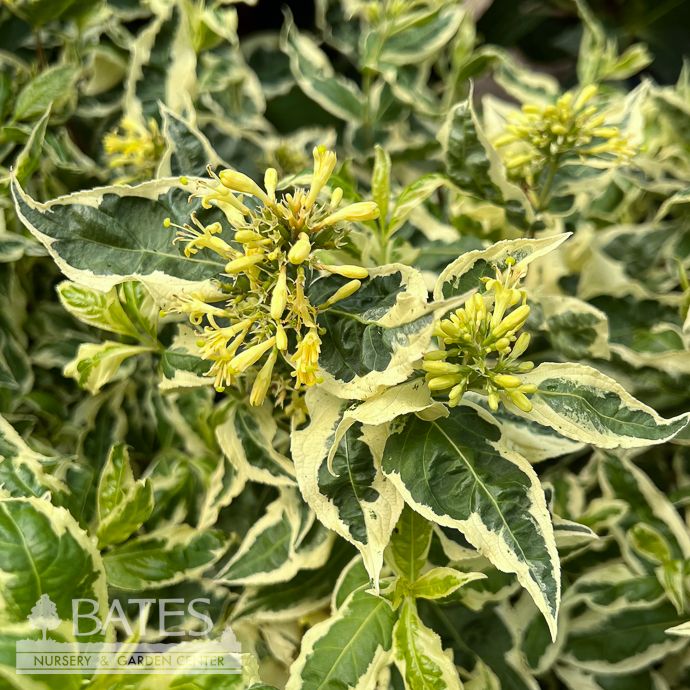 #3 Diervilla sessilifolia Cool Splash/ Variegated Dwarf Bush Honeysuckle Native (TN)