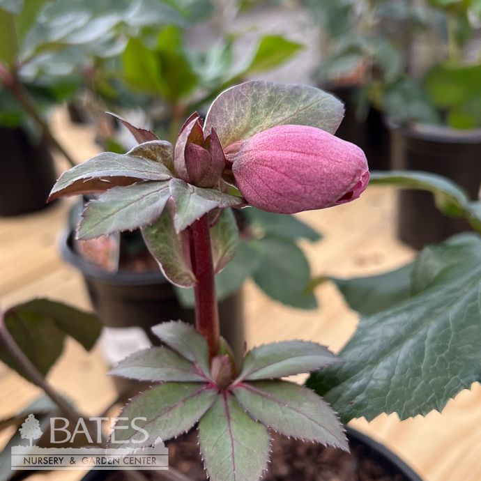 #1 Helleborus x Ice N' Roses 'Corvina'/ Red Lenten Rose