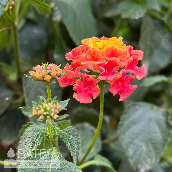 Tropical #1 Lantana Confetti/ Pink Yellow Magenta - No Warranty