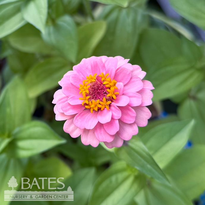 Seed Shaker/ Scatter Seeds Flower Mix Zinnia Cut and Come Again - Zinnia elegans