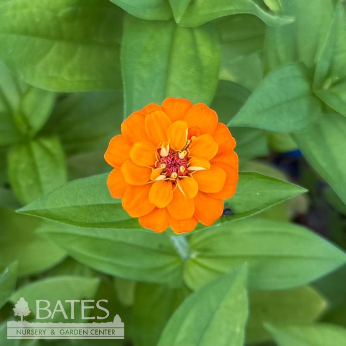 Seed Shaker/ Scatter Seeds Flower Mix Zinnia Cut and Come Again - Zinnia elegans