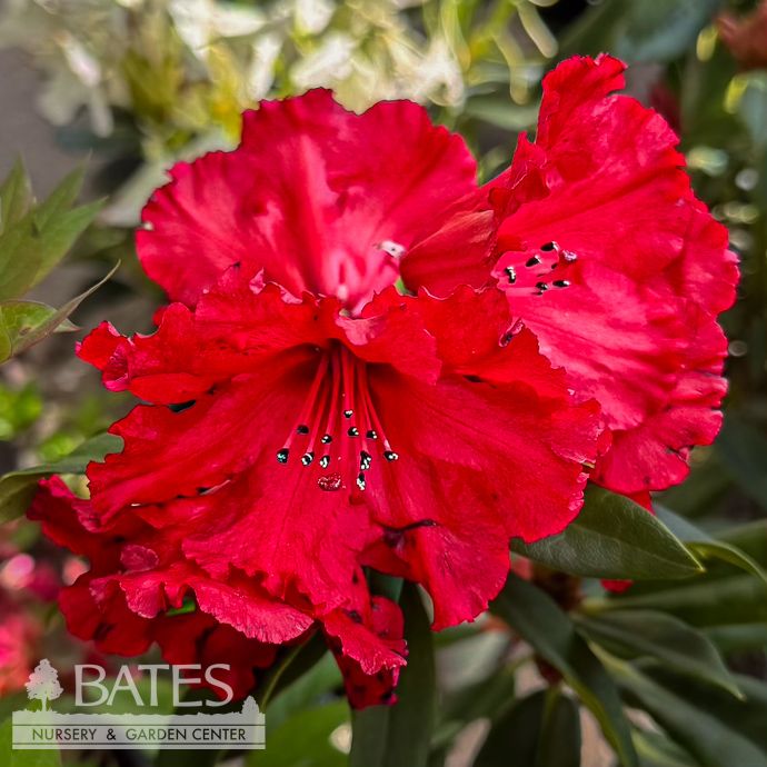 #5 Rhododendron x Trilby/ Red  - No Warranty