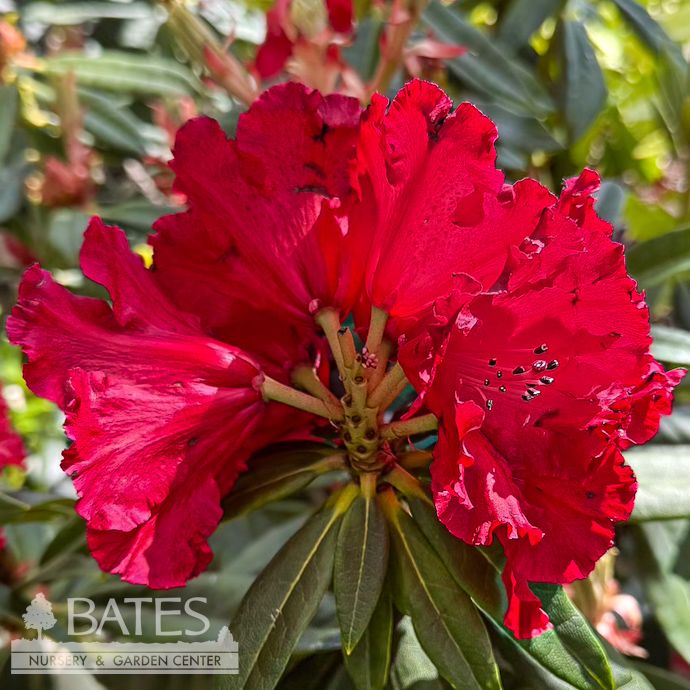 #5 Rhododendron x Trilby/ Red  - No Warranty