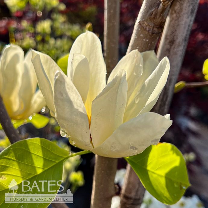 #7 SINGLE Magnolia acum x den Elizabeth/ Pale Yellow Deciduous