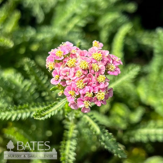 #1 Achillea mill Skysail Bright Pink/ Yarrow Native (TN)