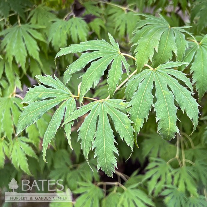 #15 Acer x pse Arctic Jade/ Korean Maple