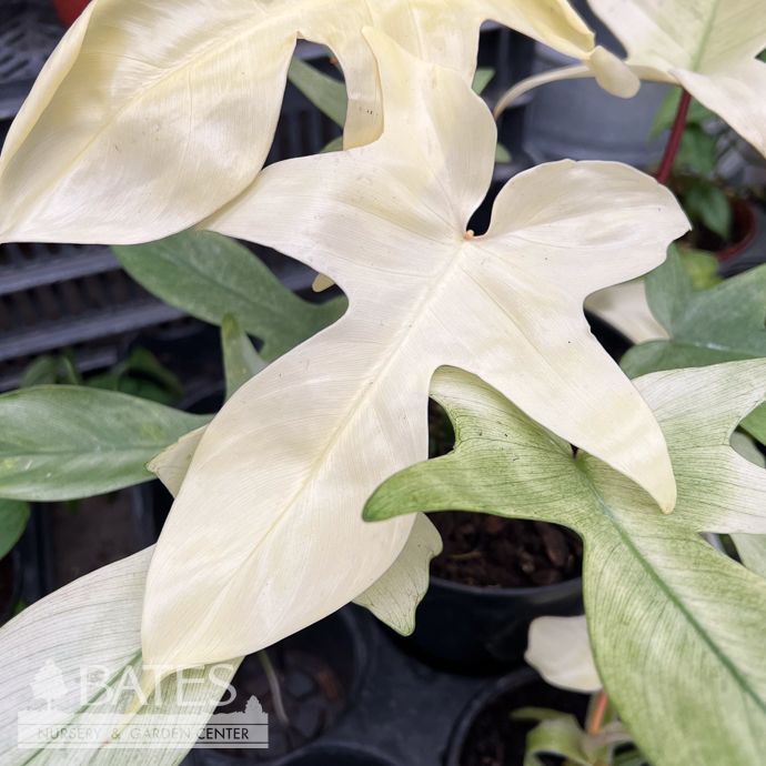 4p! Philodendron Florida Ghost /Tropical