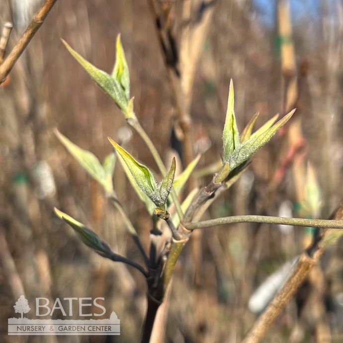 #15 Cornus florida x kousa Variegated Stellar Pink/ Flowering Dogwood