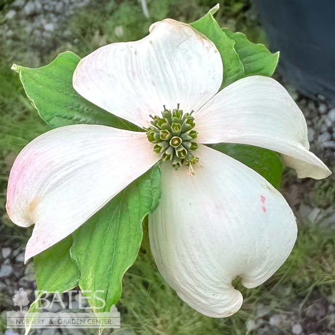 #15 Cornus florida Cloud 9/ Flowering White Dogwood Native (TN)