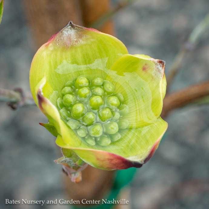 #15 Cornus florida Cloud 9/ Flowering White Dogwood Native (TN)