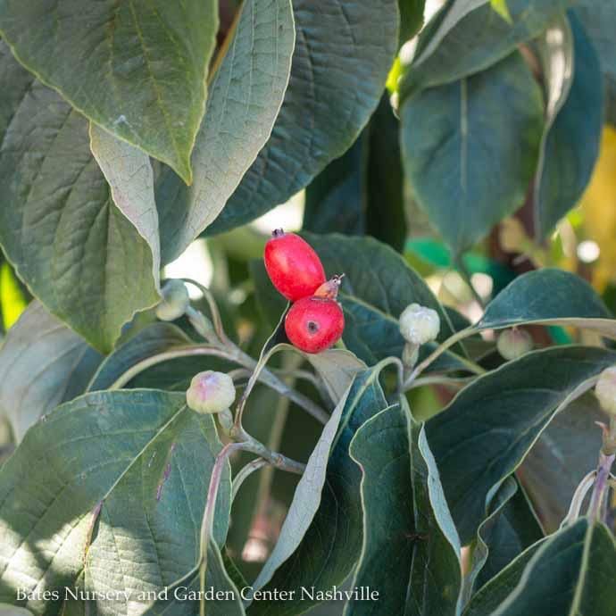 #15 Cornus florida Cloud 9/ Flowering White Dogwood Native (TN)