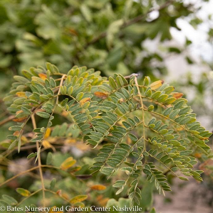 #7 Gleditsia tri var inermis Sunburst/ Thornless Honey Locust Native (TN)