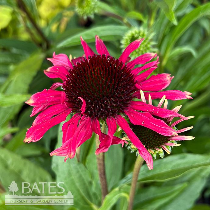 #1 Echinacea x Playful Meadow Mama/ Pink Orange Coneflower