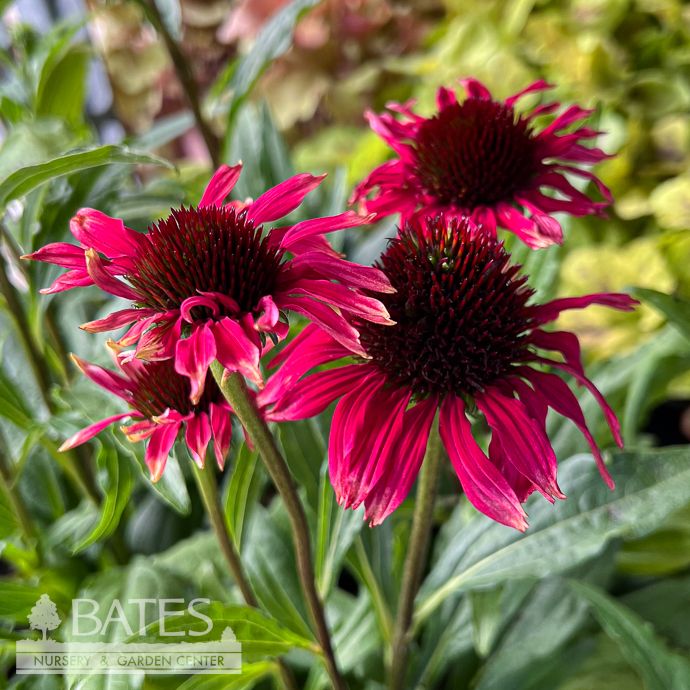 #1 Echinacea x Playful Meadow Mama/ Pink Orange Coneflower