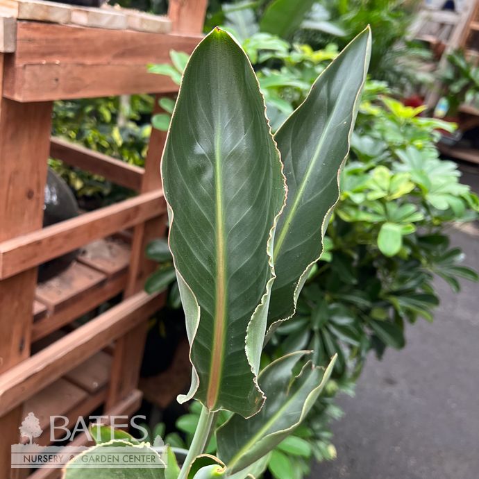 Seed Flwr Bird of Paradise Flower /Strelitzia reginae - Shido