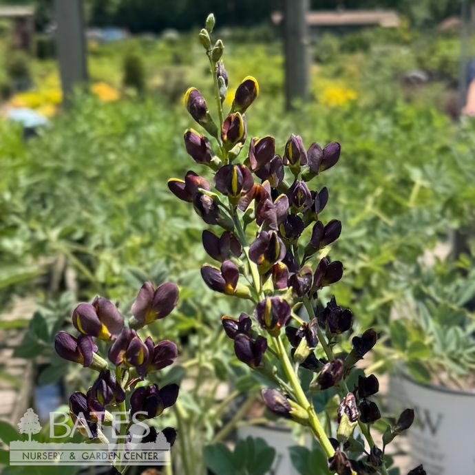 #3 Baptisia x PW Decadence 'Dark Chocolate'/ Purple False Indigo