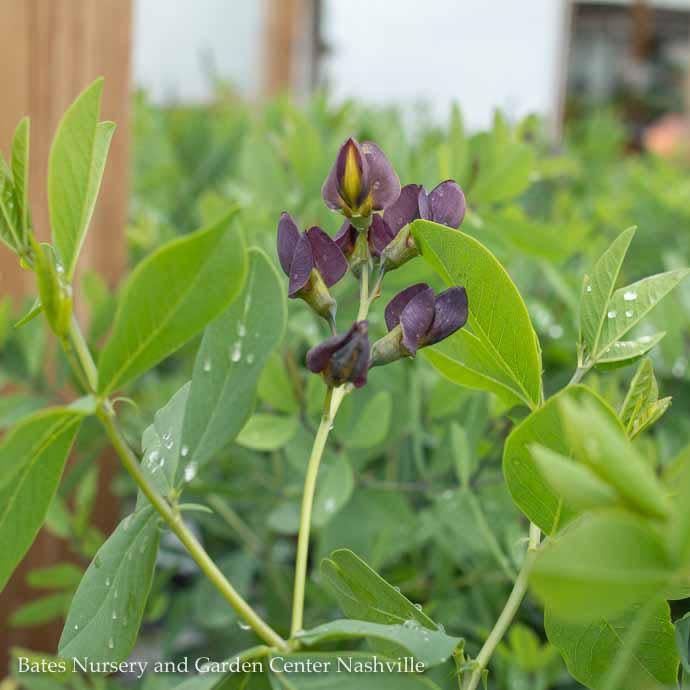 #3 Baptisia x PW Decadence 'Dark Chocolate'/ Purple False Indigo