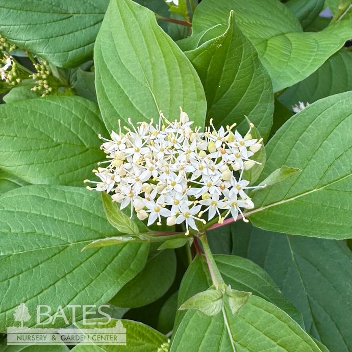 #3 Cornus sericea FE Firedance/ Compact Red Twig Dogwood Native (R)