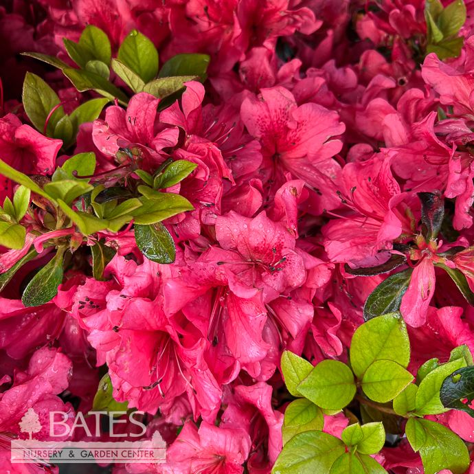 #3 Azalea x Girard's Crimson/ Red