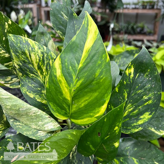 6p! Epipremnum pinnatum Yellow Sunrise /Tropical