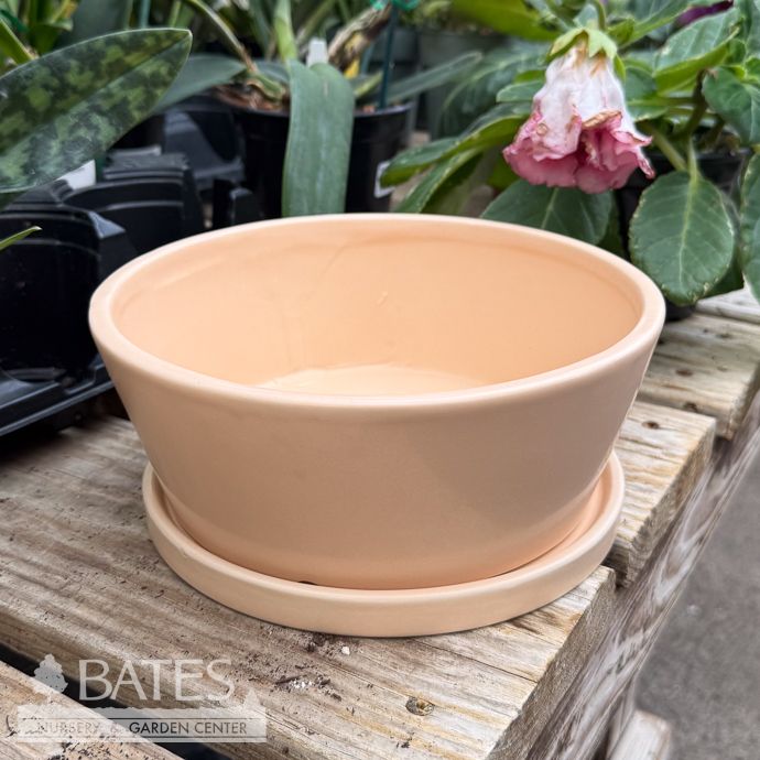 Pot Dish Garden w/Saucer 8x3 Asst