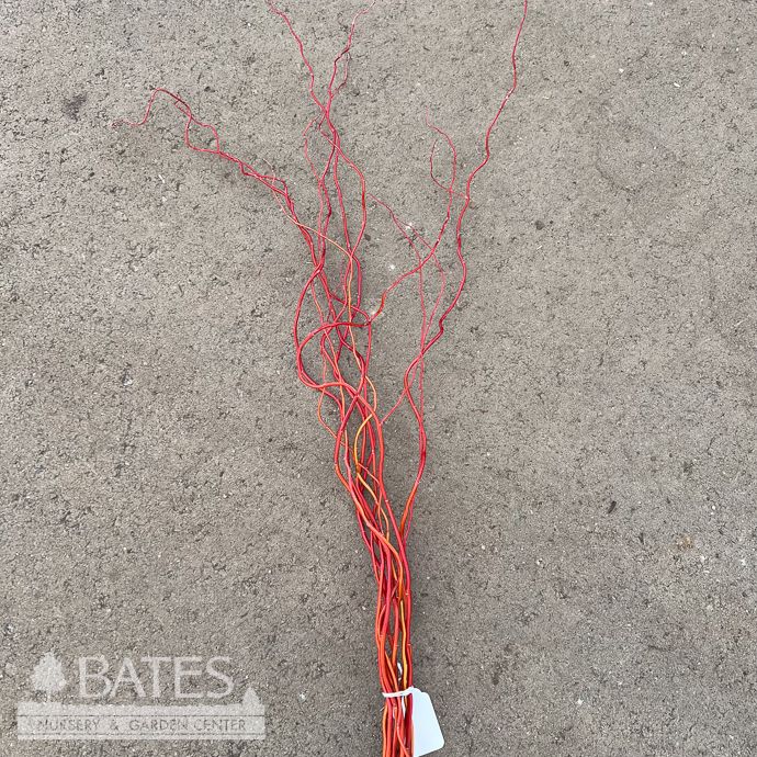 Christmas/Winter Decor Branches Red Curly Willow 2-3' Bundle