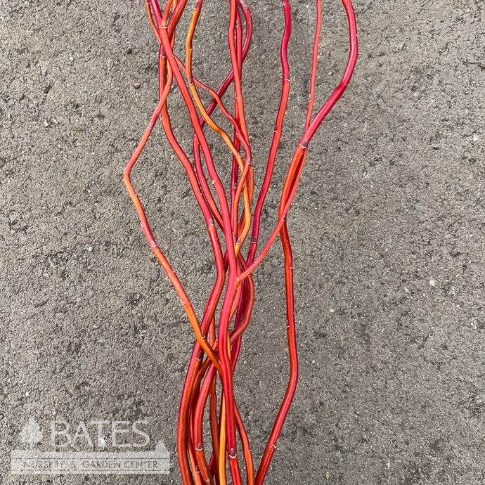 Christmas/Winter Decor Branches Red Curly Willow 2-3' Bundle