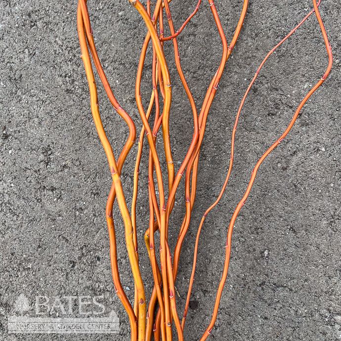 Christmas/Winter Decor Branches Orange (Crimson) Curly Willow 4-5' Bundle