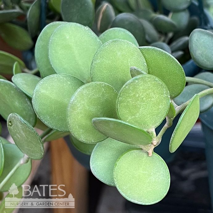 6hb! String of Coins /Peperomia pepperspot Succulent Hanging Basket /Tropical