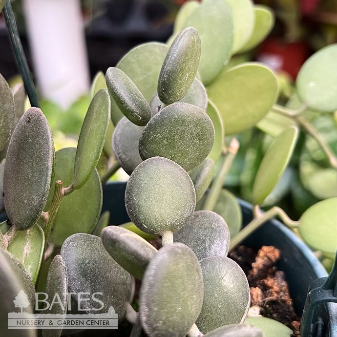 6hb! String of Coins /Peperomia pepperspot Succulent Hanging Basket /Tropical