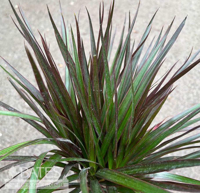 8p! Dracaena Marginata Magenta Cane 18.12.6" /Tropical