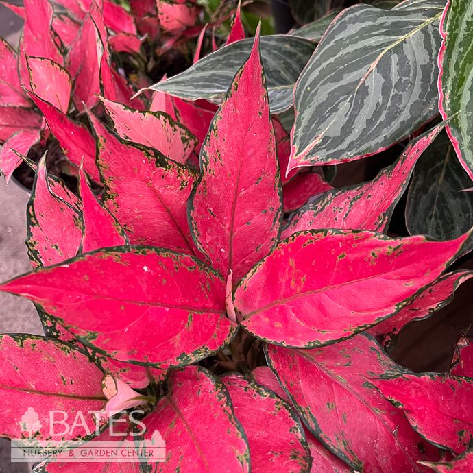 6p! Aglaonema A028 (Red) /Chinese Evergreen /Tropical