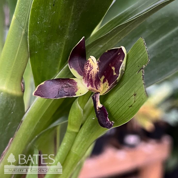 4p! Orchid Zygopetalum Specialty Orchid /Tropical