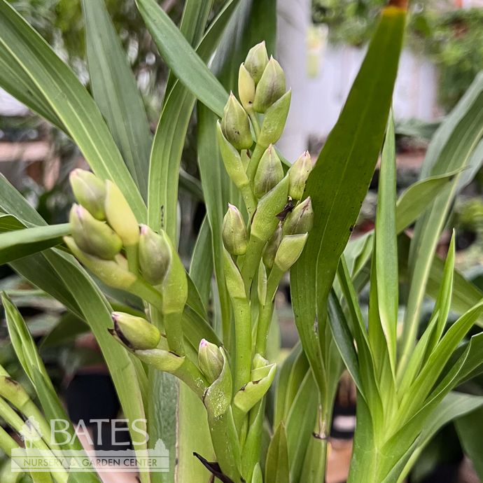 4p! Orchid Zygopetalum Specialty Orchid /Tropical