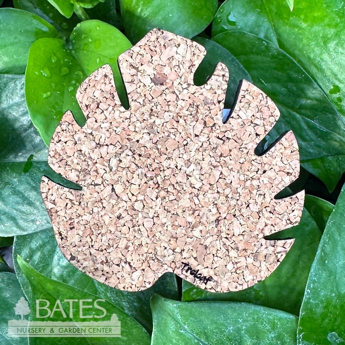 Saucer 4" Kostr Cork Coaster / Plant Mat Monstera Leaf Treleaf
